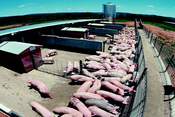 Livestock Gross Margin Swine