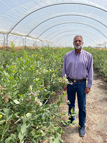 Guri Bhangoo, AVP Marketing for Rain and Hail, in his  greenhouse where he grows blueberries. Fresno, California