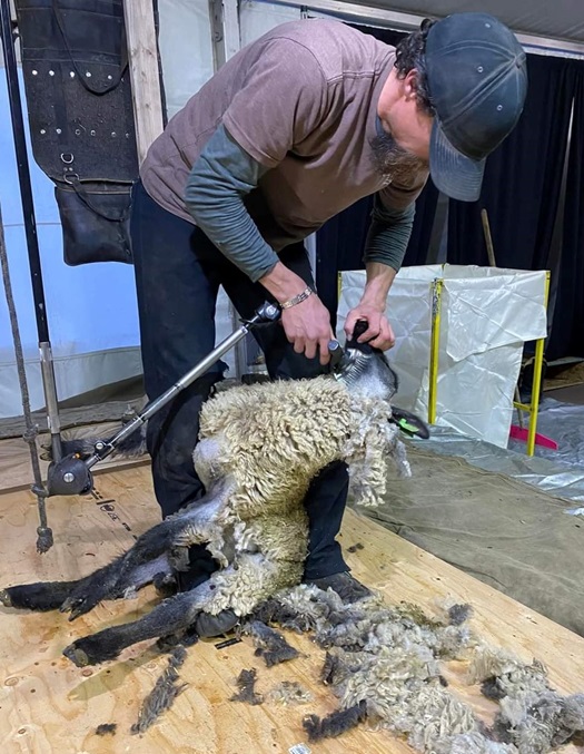 A lamb is sheared at a live demonstration at the Annual Montana Wool Growers Convention.