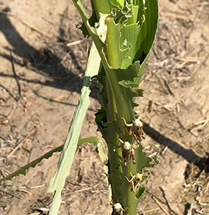 In Montana, drought stunts corn growth