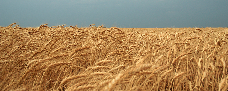 Oklahoma wheat field