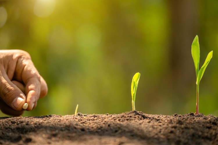 Hand planting soybean in row with three sprouts