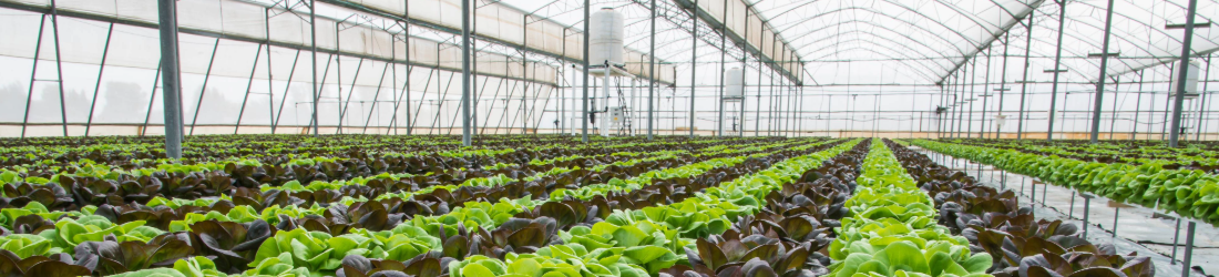 Greenhouse with growing tables containing of plants.