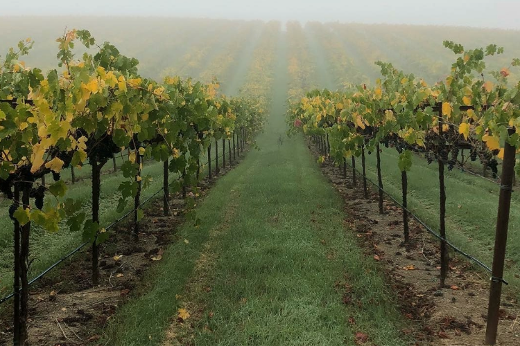 Grape vines in an orchard