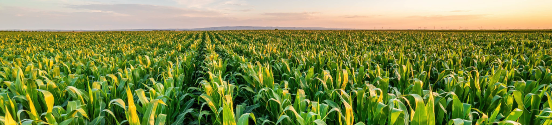 Field of corn