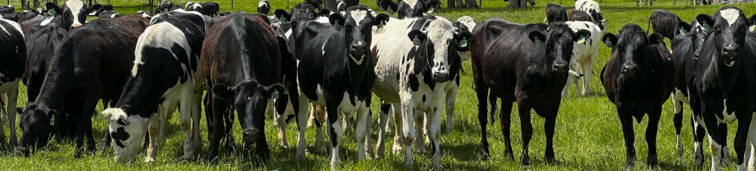 Herd of Holstein Cows