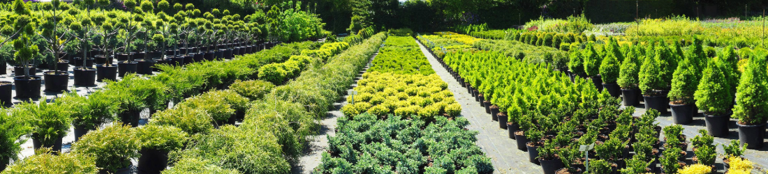 Crops in containers