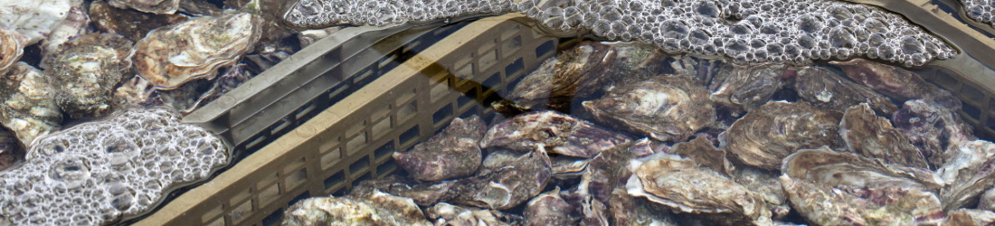 Harvested oysters in a bin.