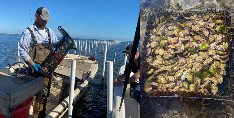 Oyster harvesting on the Gulf Coast