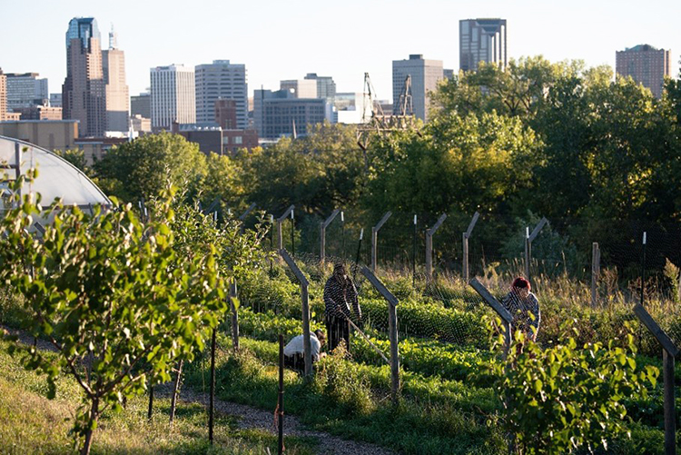 Farmers tending to an urban farm