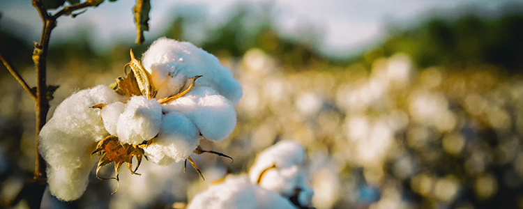 Cotton plant in a field