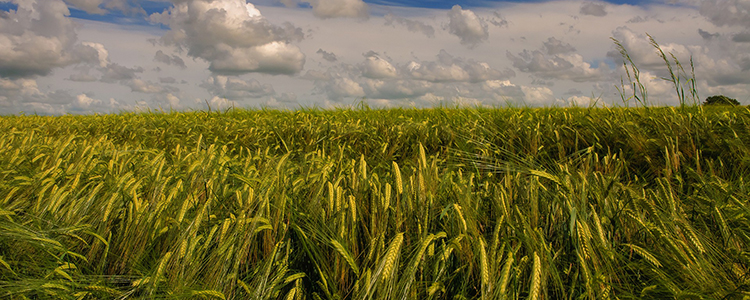 Field of barley