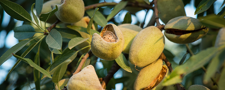 Almond Tree