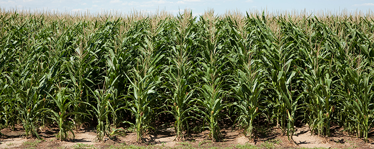 Corn field