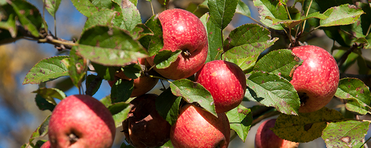 Connecticut apple tree