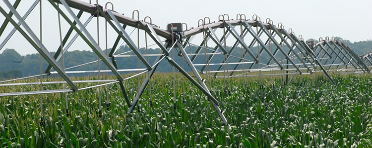 Corn irrigation system