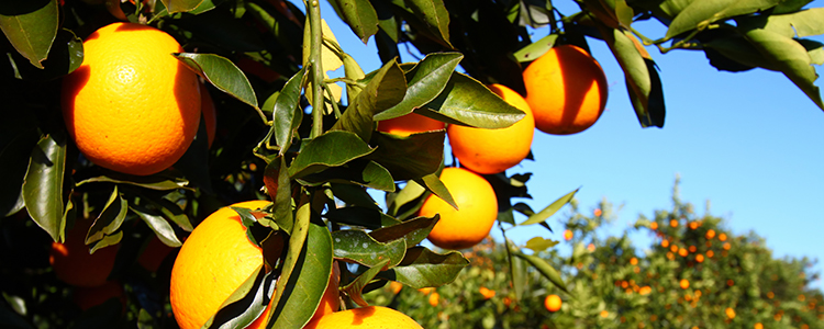 Florida citrus tree