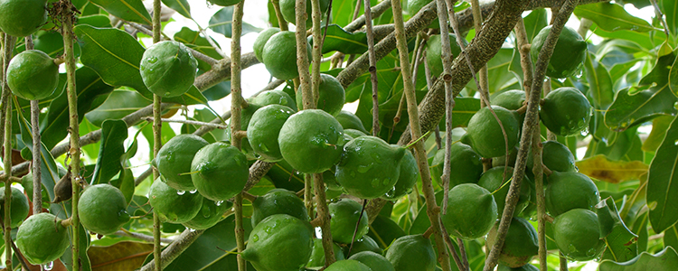 Hawaii macadamia trees