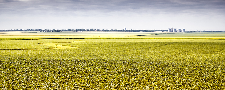 Soybean Field