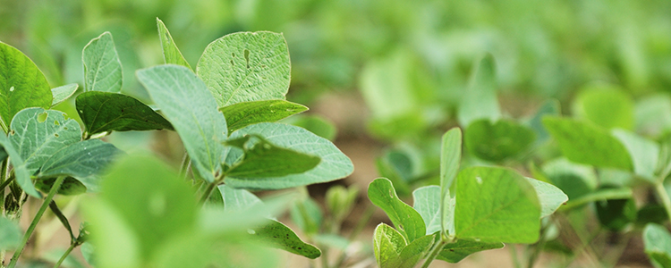 Soybean plants