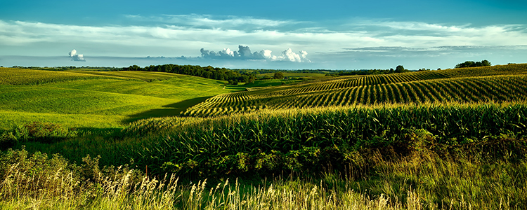 Corn field