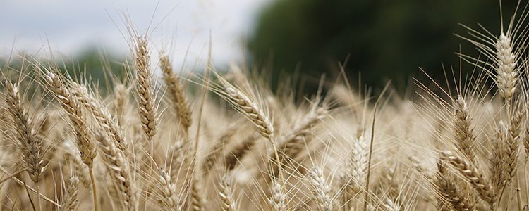 Wheat field