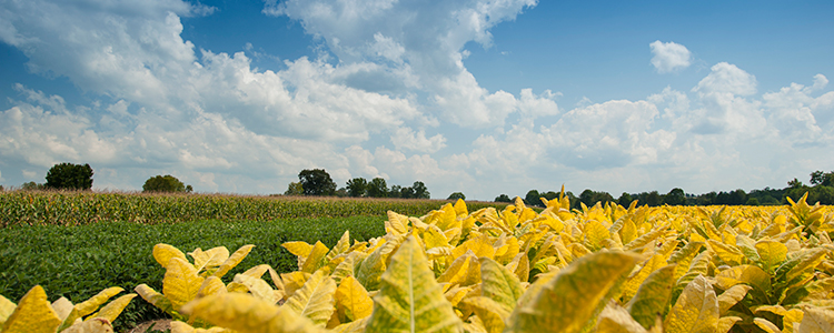 Tabaco, soybean and corn field