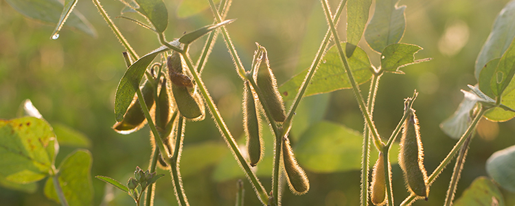 Soybean plants