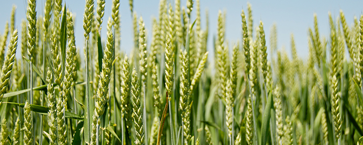 wheat field