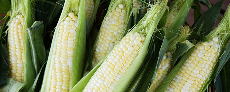 Harvested corns