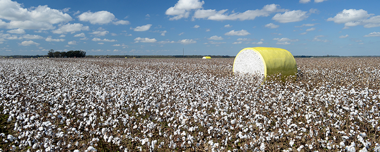 Cotton field