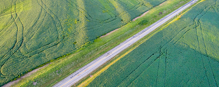 Soybean field from aerial view