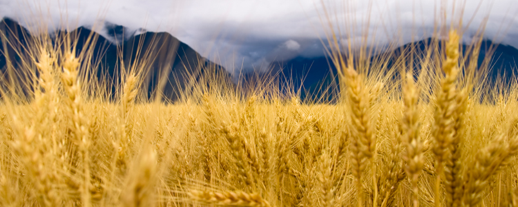 Wheat field with cloudy mountains in background