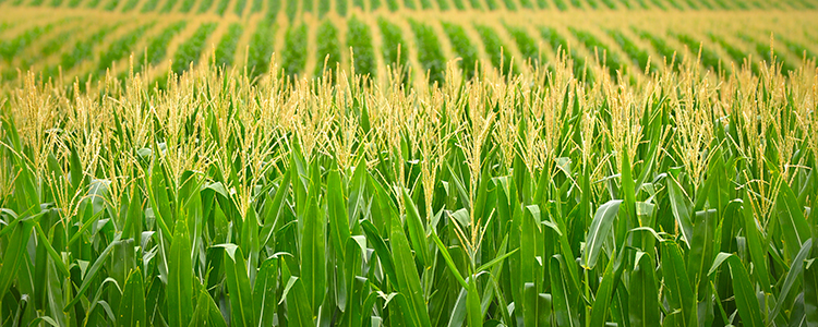 Corn field