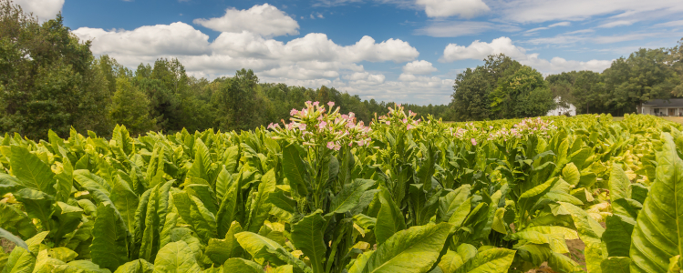 Tobacco Plants