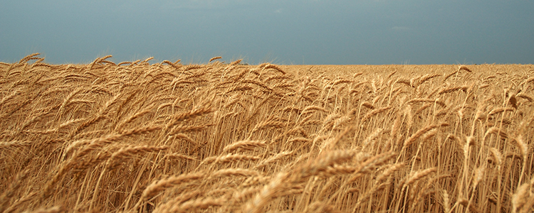 Wheat field