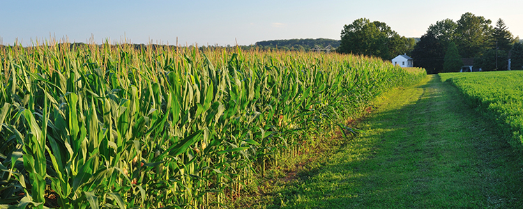 Corn field