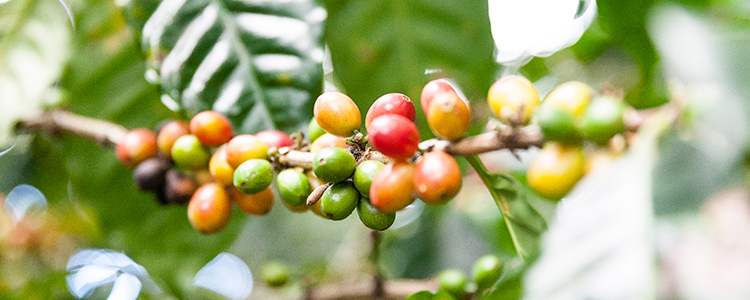 Coffee trees