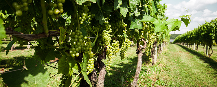 Grape vines