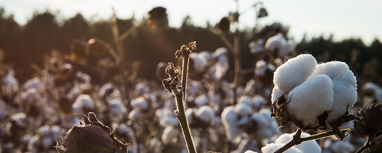 Cotton trees