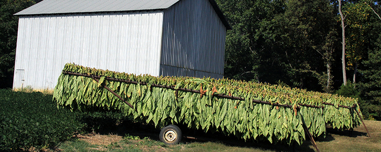 Harvested tabacco crops