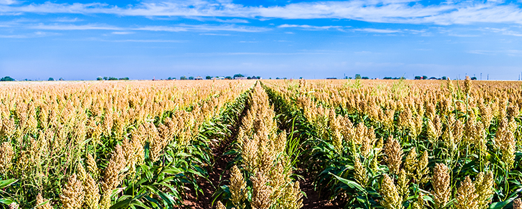 Grain sorghum field