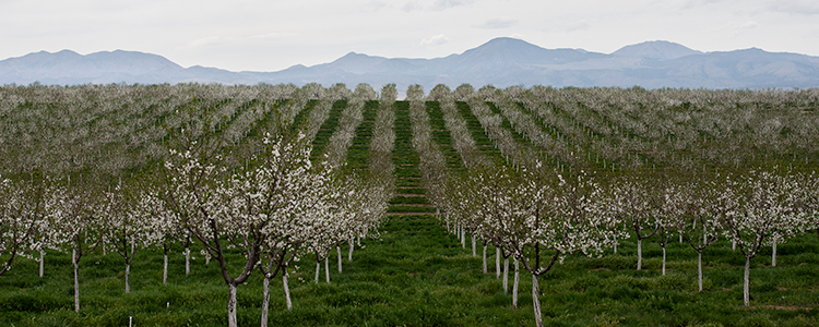 Cherry Field