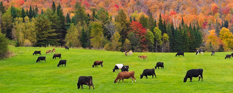 Cows eating grass