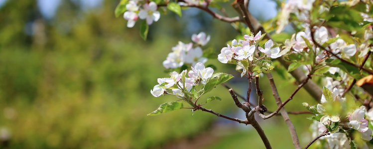 Apple orchard in full bloom