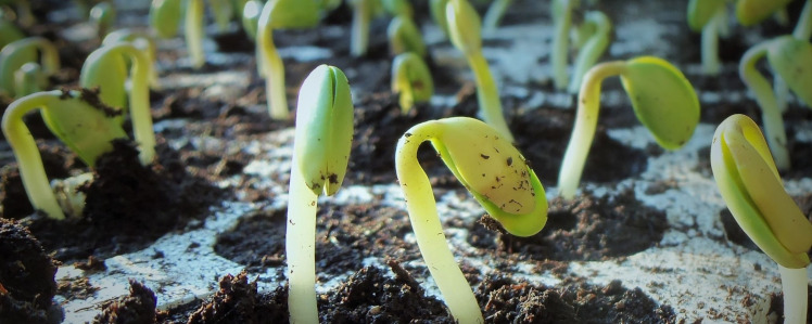 Soybean seedling 