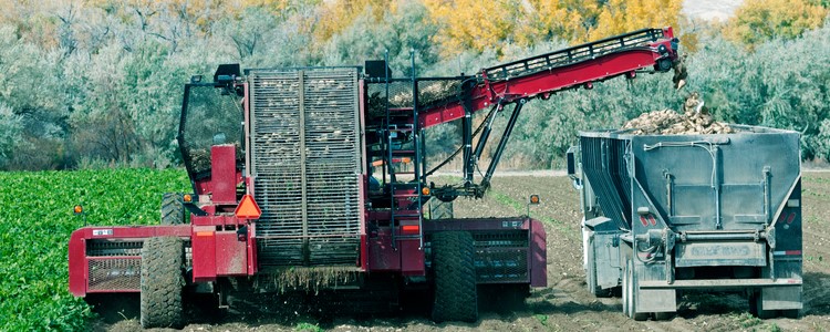 Harvesting sugar beets