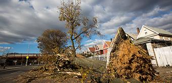 fallen tree in a neighborhood showing hurricane damage