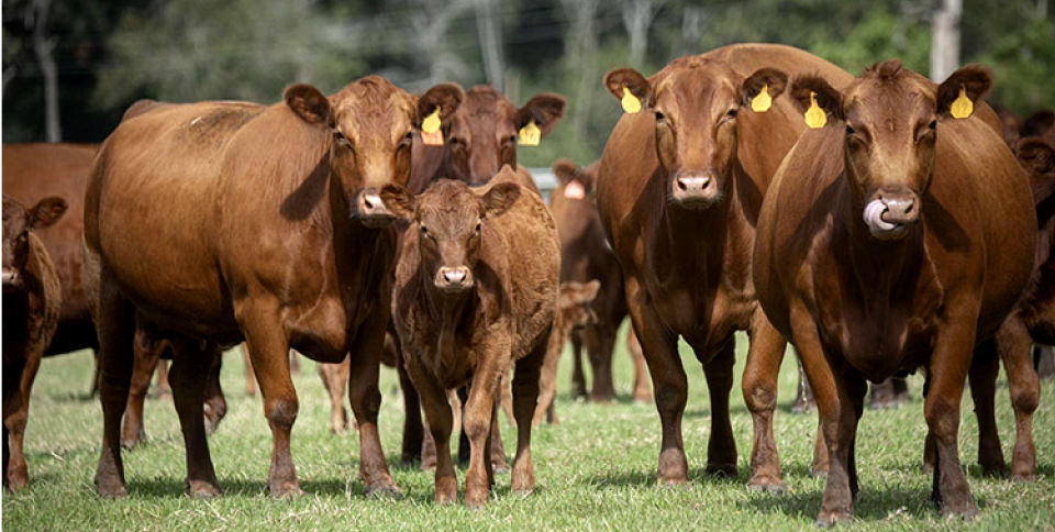 Cattle in field