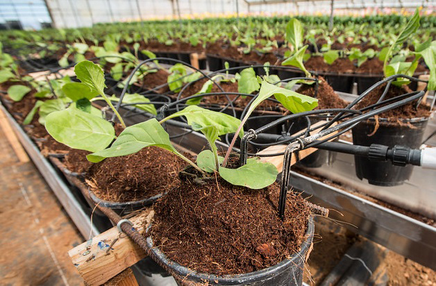 Potted plants in greenhouse